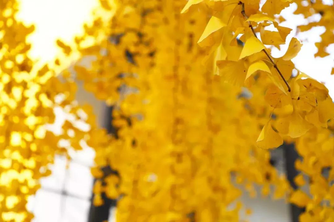 铜价格最新走势图，与自然美景同行，探寻铜市动态与旅行对话的交融之旅